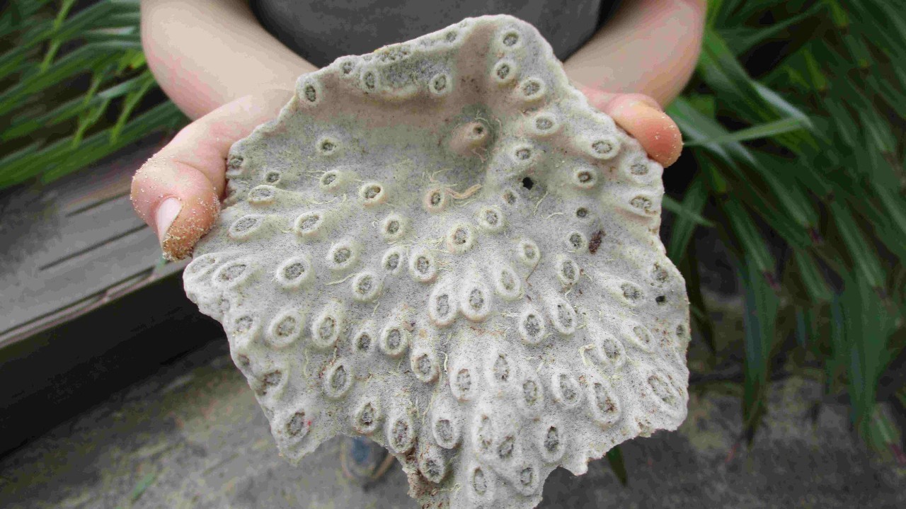 A child holds a piece of bleached coral in their hands.