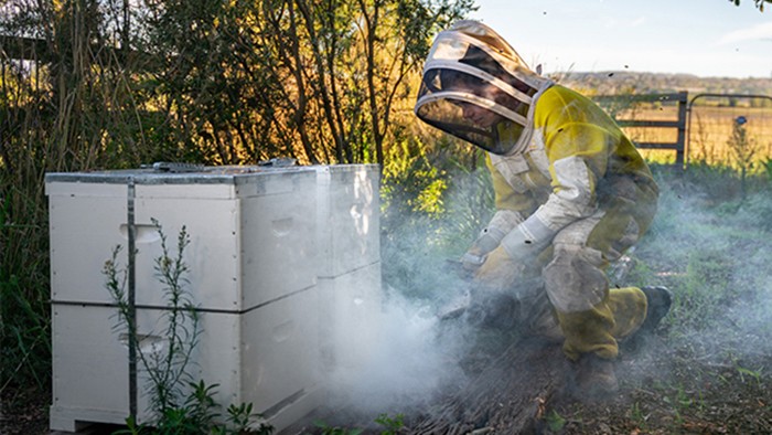 Male apprentice bee keeper smoking bees.