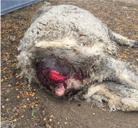 Stage 6 Agriculture – Animal welfare and ethics