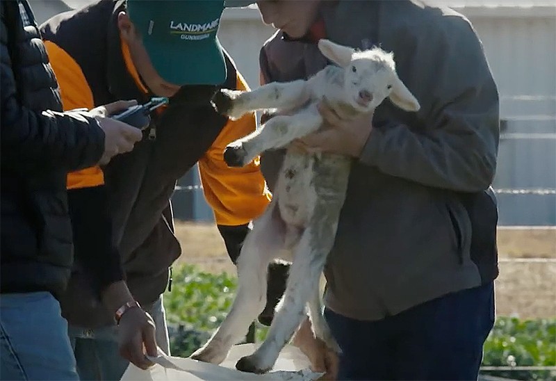 Farrer white suffolk breeding program
