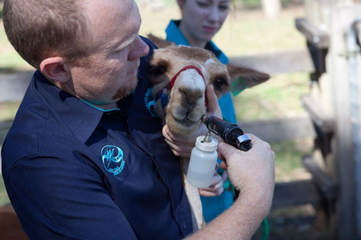 Animals in Schools