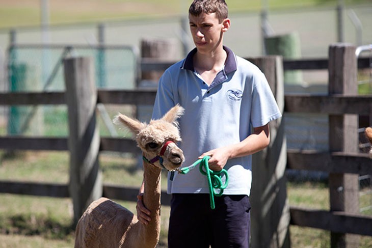 Alpacas