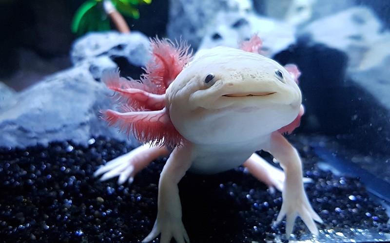 Axolotls