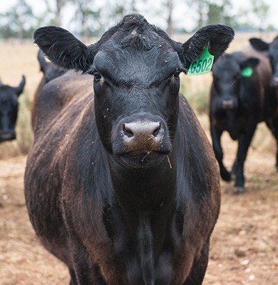 Urolithiasis in ruminants  