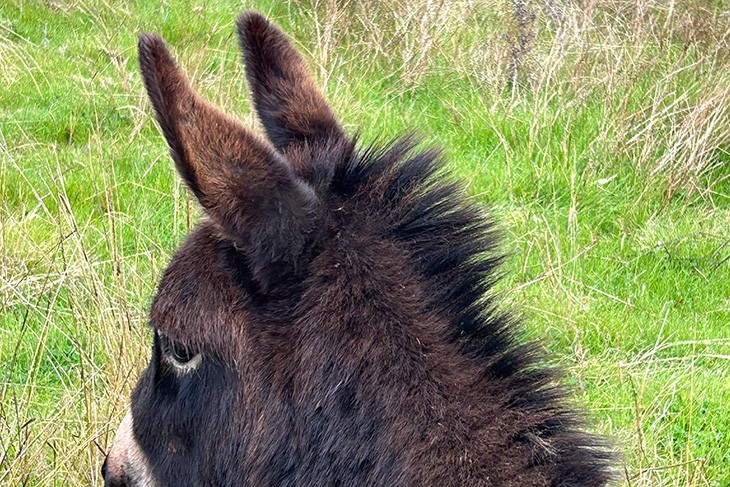 Donkey head showing position of ears
