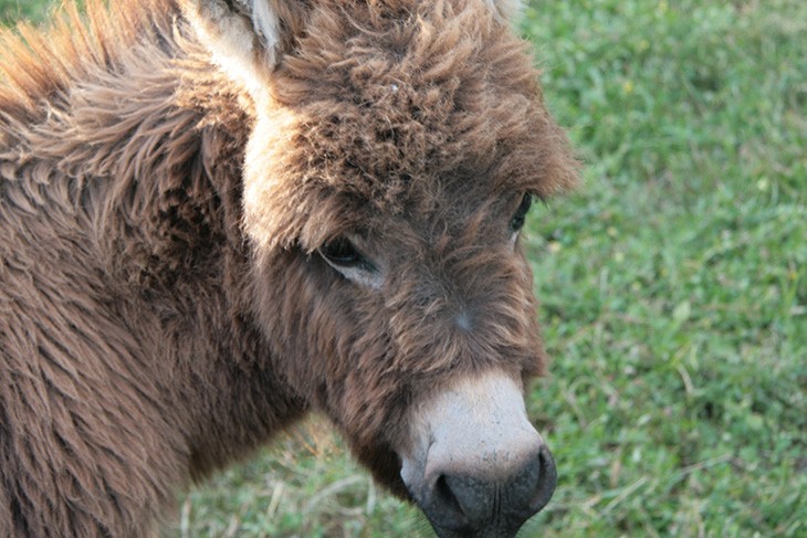 Donkey head showing position of eyes