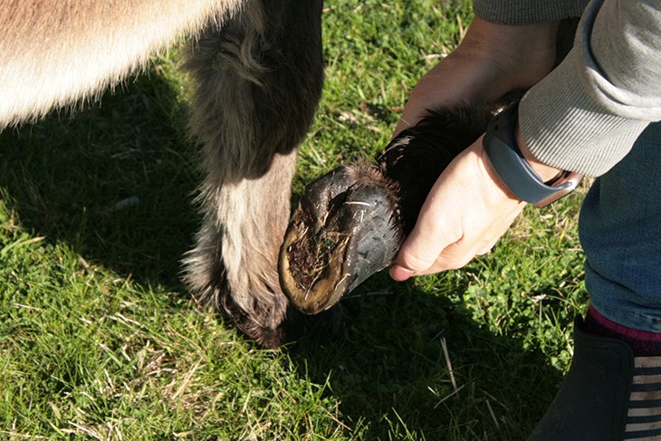 Farrier examining a donkeys hoof