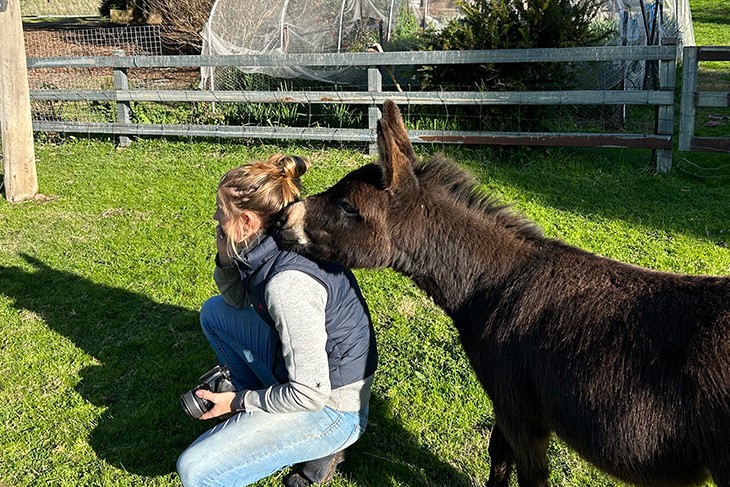 Donkey with its chin on a kneeling handler