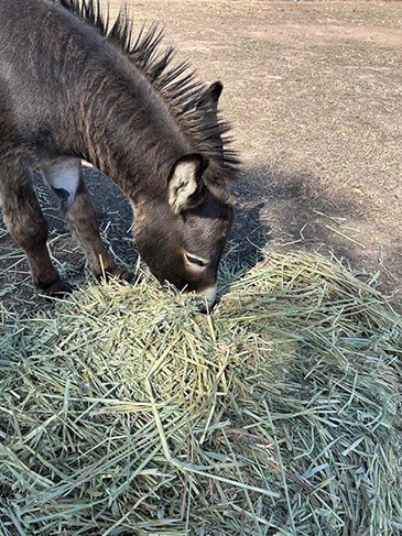 donkey grazing on a bale of hay