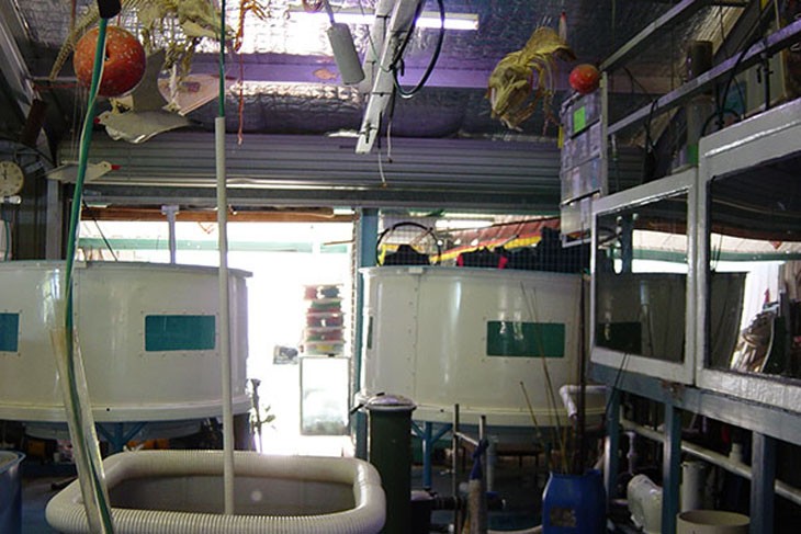 Fish – aquaculture