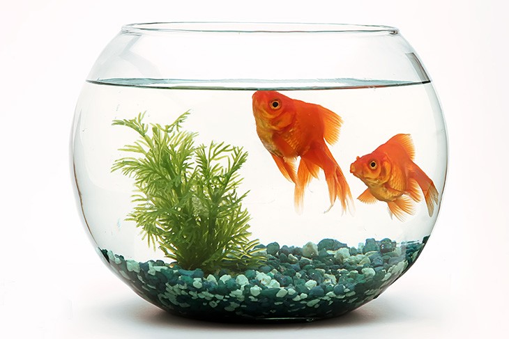 Fish – aquariums