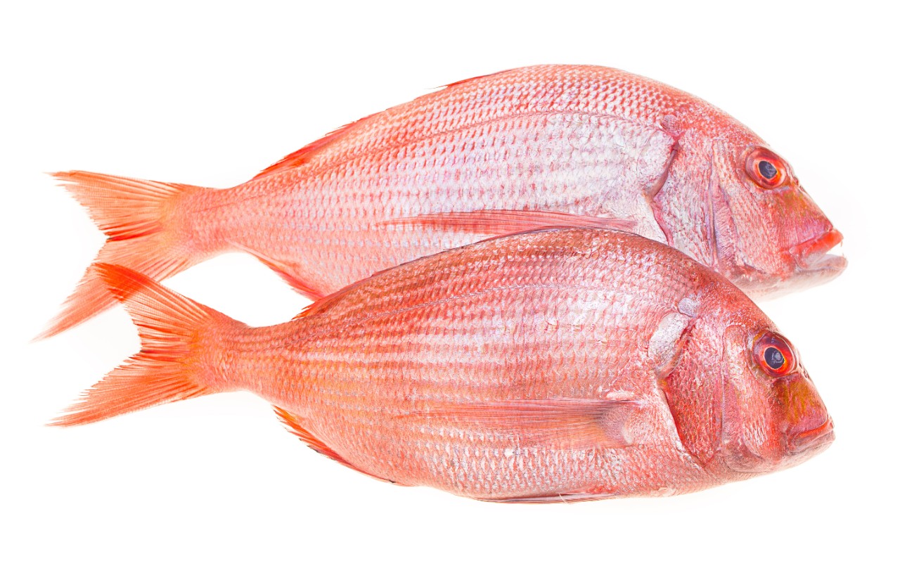 Fish – fishing
