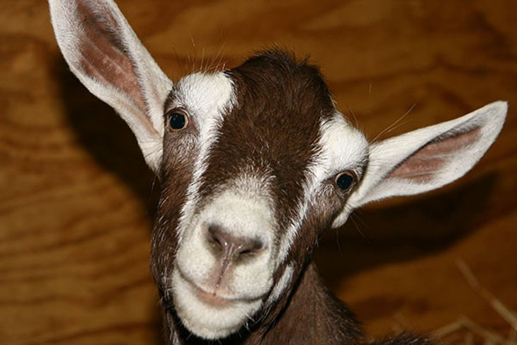 Goats