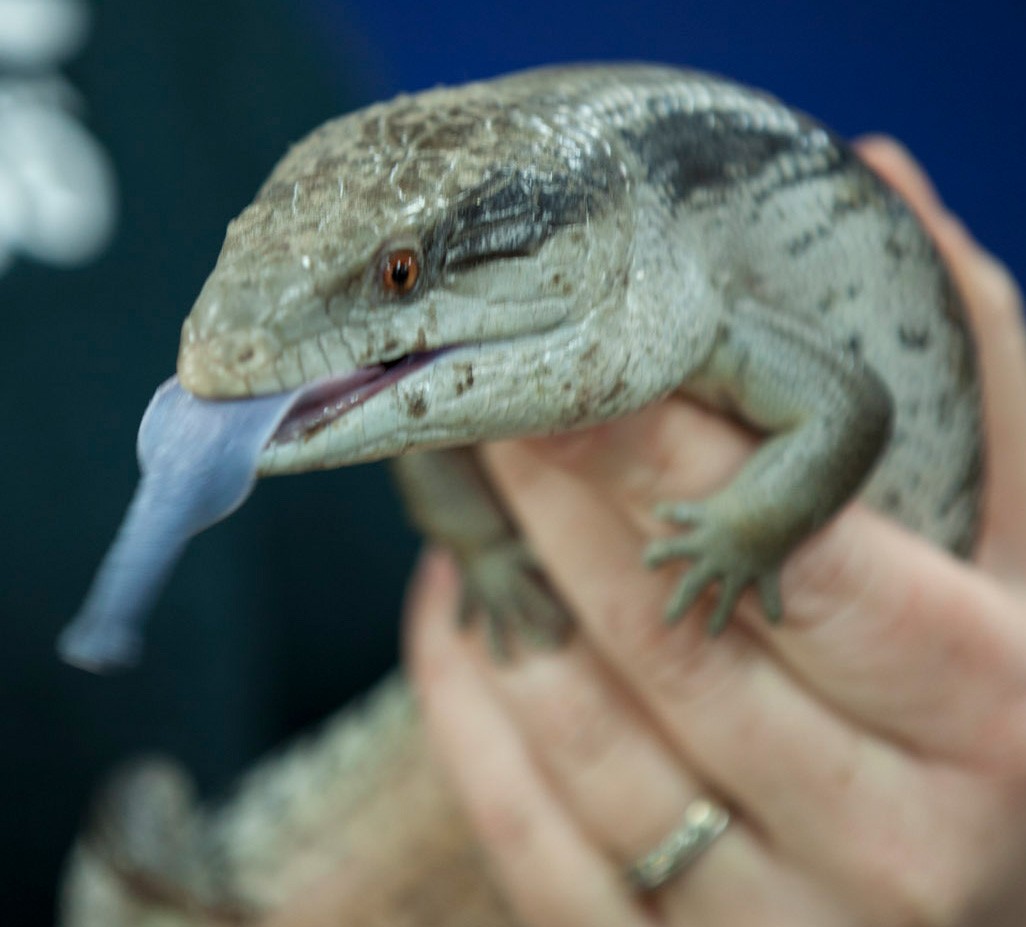 blue-tongue lizard displaying its tongue