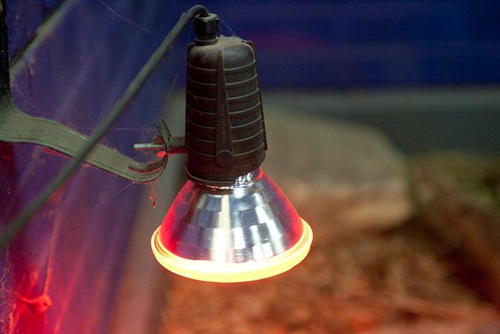 heat lamp