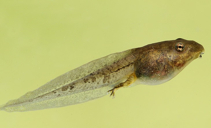 Tadpoles