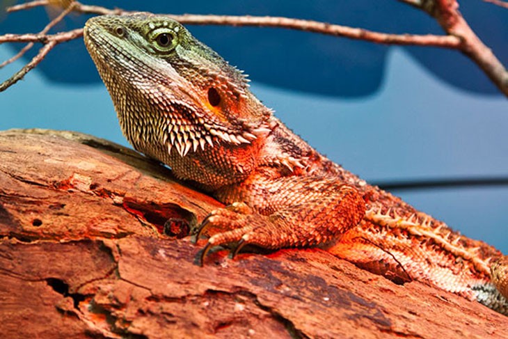 Inland Bearded Dragon