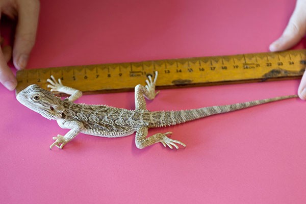 Measuring a Bearded Dragon