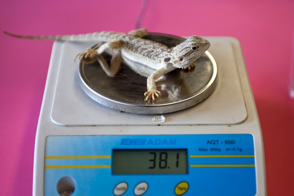 Native animals – record keeping