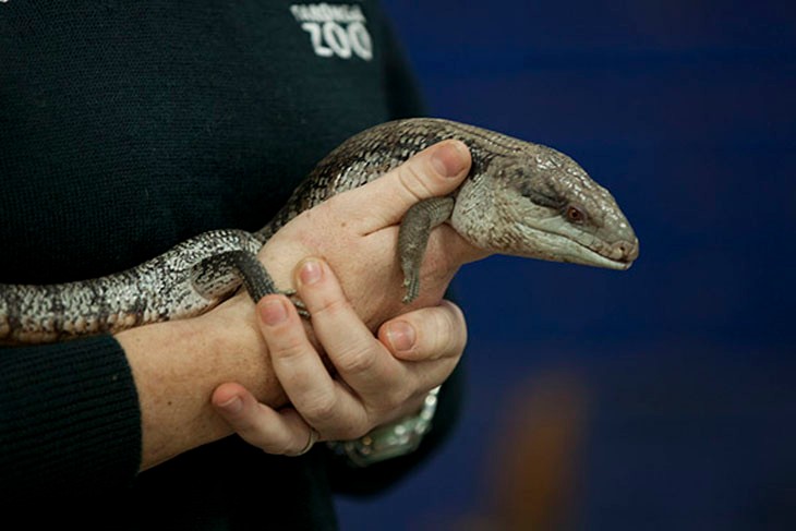 Australian native animals – blue-tongue lizards