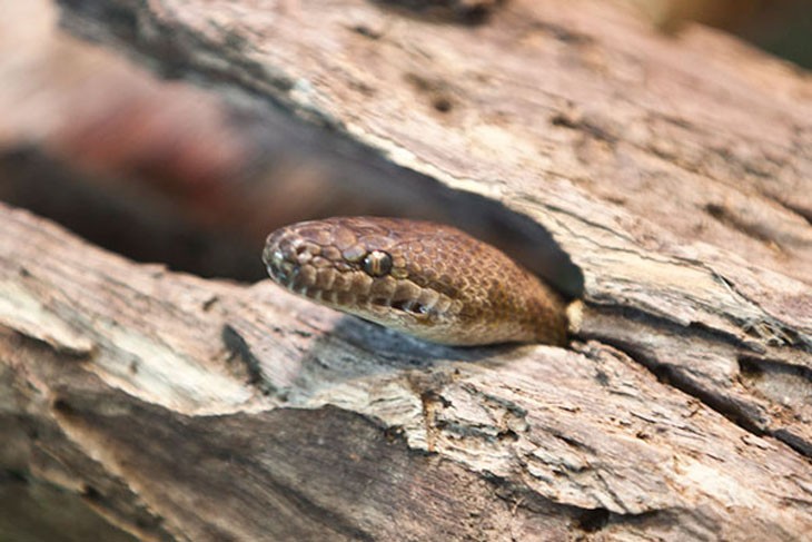 Python head