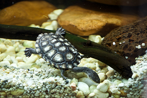 turtle swimming