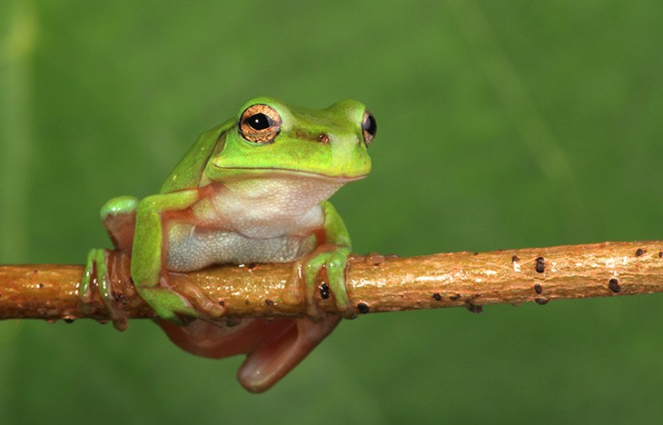 Green Tree Frog