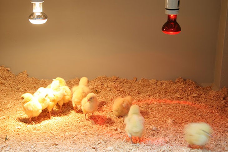 Keeping poultry in schools