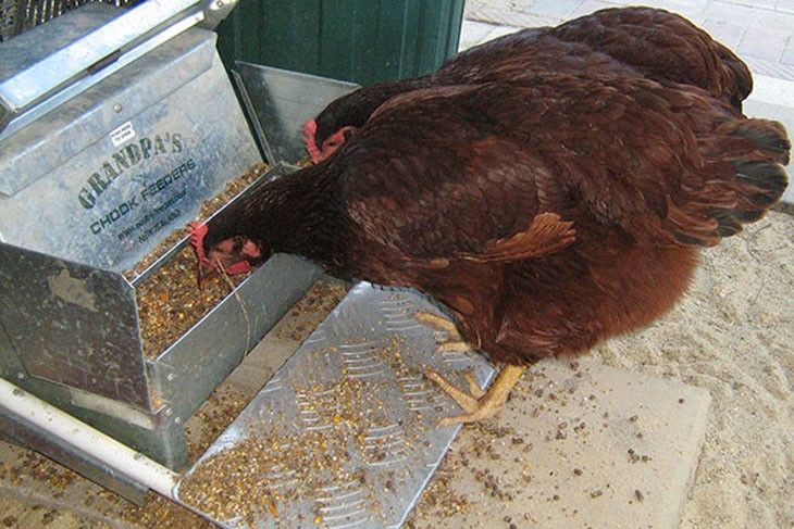 Stage 5 Agricultural Technology – Animal welfare