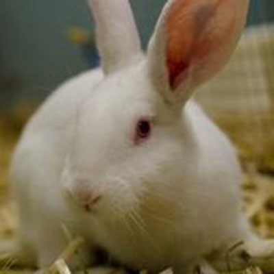 Rabbits