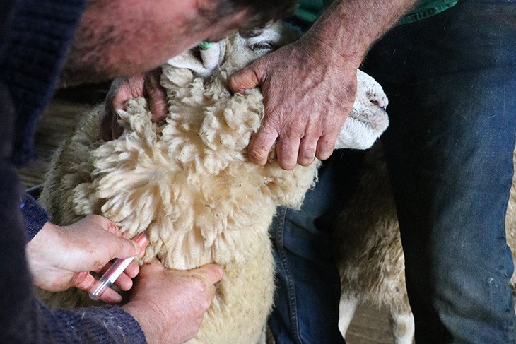 Pain management recommended for husbandry procedures