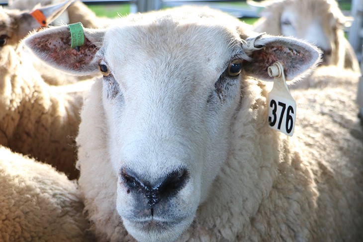 Ovine Johne’s Disease (OJD)