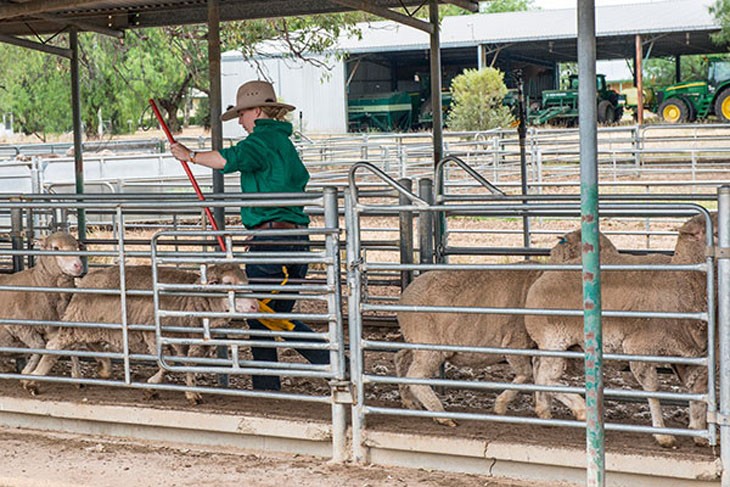 Livestock handling – sheep