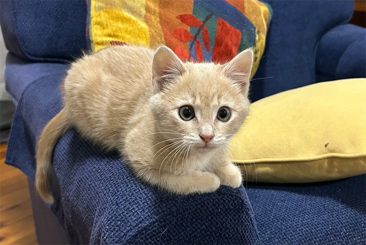 Cats