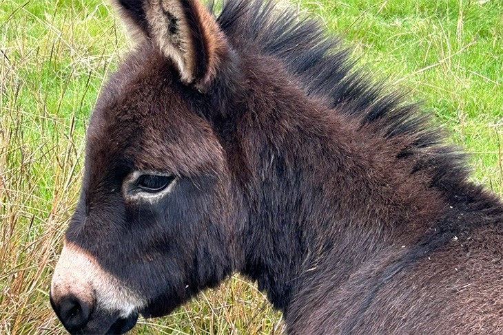 Donkeys