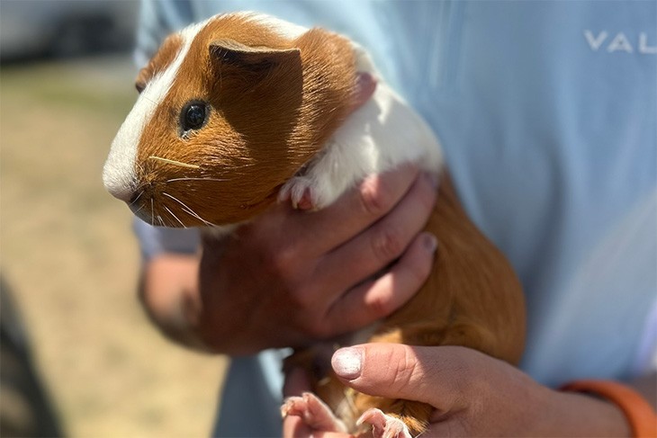 Guinea pigs