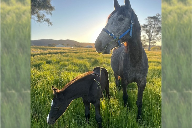 Horses