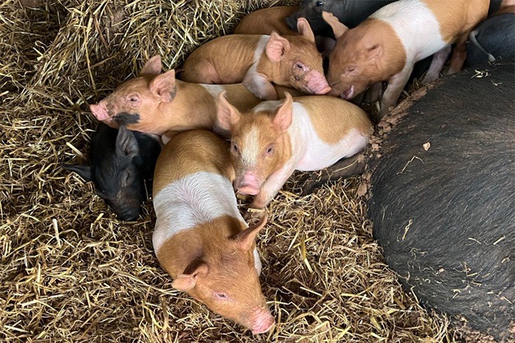 Pigs