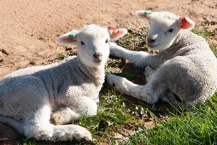 Sheep
