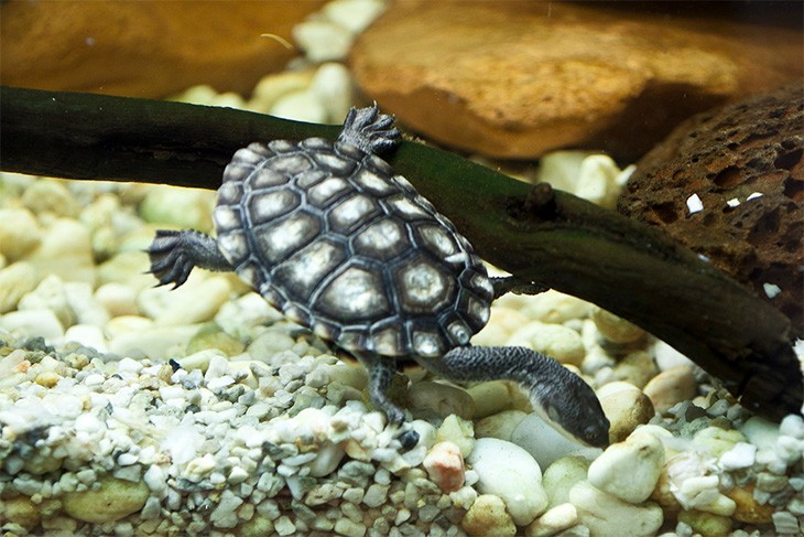 Australian native animals