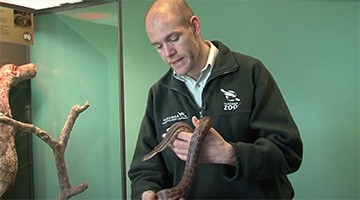 Australian native animals – Small pythons