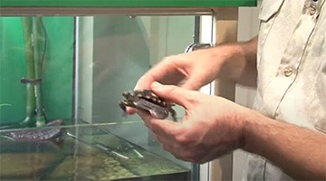 Australian native animals  – Long-necked turtles