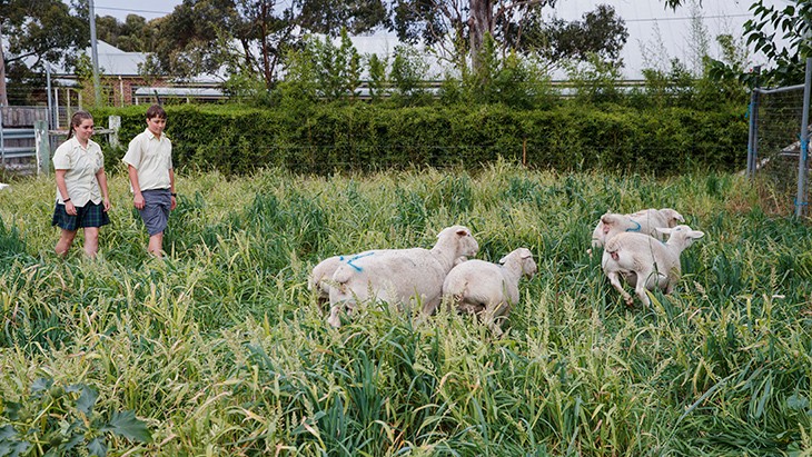 Two high school students walking through the long grass in a sheep pen with sheep.