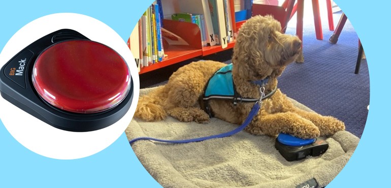 Ziggy the onsite therapy dog with a BIGmack switch.